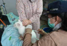 Masyarakat diminta Rutin Memeriksa Hewan Peliharaan