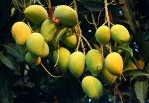 Musim Mangga Tiba, Buah Segar Jadi Buruan Masyarakat