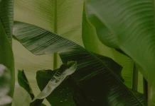 Daun Pisang, Pewangi Alami Makanan
