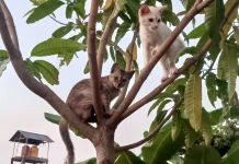 Alasan Kucing Gemar Memanjat Pohon