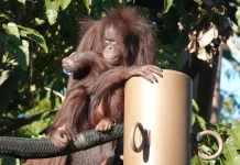 BKSDA Evakuasi 17 Orangutan Terdampak Karhutla di Kalteng