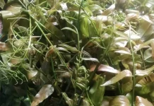 Kalakai, Sayur Tradisional Khas Dayak yang Sarat Kearifan Lokal