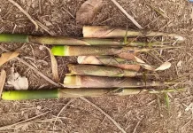 Ujau Puring, Tanaman Khas Kalimantan yang Diolah Menjadi Sayur Tradisional