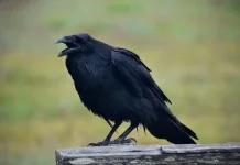Burung Gagak Si Pengamat Paling Waspada