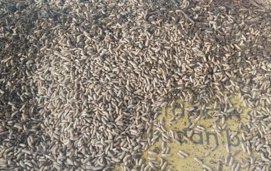 Budidaya Maggot Ubah Sampah Organik Jadi Peluang Ekonomi