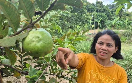 Kisah Vinawati: Panen Buah Jambu Kristal dari Pekarangan