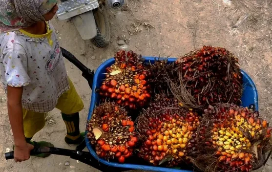 Disbun Kalteng Tetapkan Ulang Harga TBS, Petani Diminta Waspada Penyimpangan