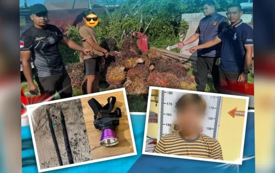 Tertangkap Tidur di Lokasi Kejadian, Pencuri TBS Sawit di PT WNL Ditangkap Polisi