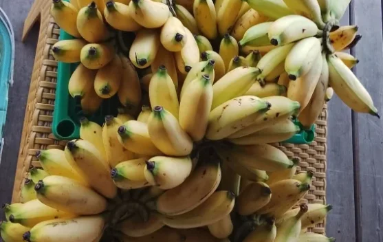 Pisang Maholi, Kekayaan Hayati Lokal yang Perlu Dilestarikan