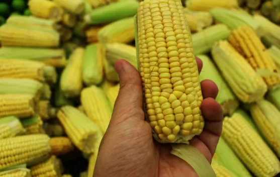 Cara Sederhana Memilih Jagung Matang