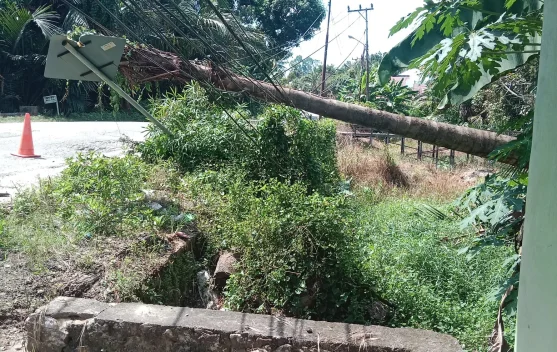 Hujan Lebat dan Angin Kencang Tumbangkan Pohon Rumbia di Jaar, Barito Timur