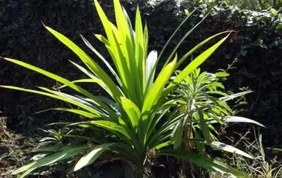 Daun Pandan, Tanaman Bergudang Manfaat bagi Kesehatan dan Kehidupan Sehari-hari