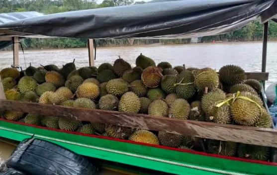 Musim Durian Hadir, Masyarakat Berburu Buah Favorit