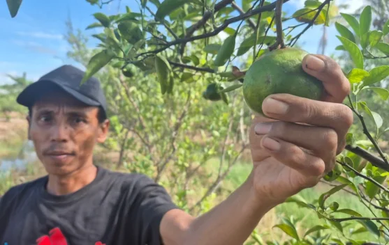 Desa Karang Bunga Sulap Rawa Jadi Sentra Jeruk Siam
