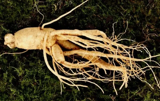 Manfaat Ginseng Bagi Kesehatan Tubuh
