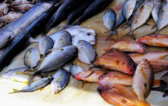 Hilirisasi Produk Ikan Perkuat Daya Saing UMKM Palangka Raya