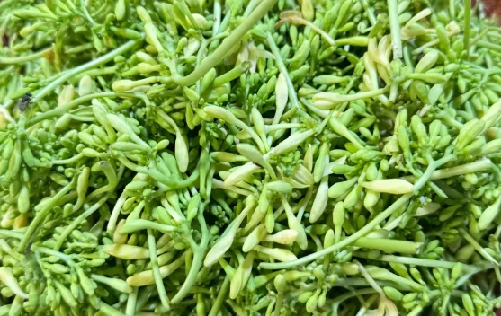 Bunga Pepaya, Sayuran Tradisional yang Kaya Manfaat Kesehatan