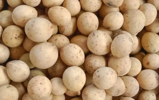 Buah Langsat Mulai Matang di Sejumlah Wilayah Kabupaten Katingan