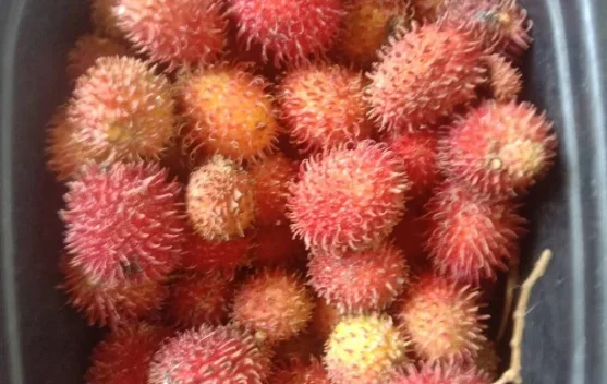 Buah Rambutan, Warisan Hayati Tropis yang Kini Dinikmati Masyarakat Dunia