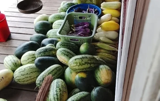 Manfaatkan Lahan untuk Berkebun Berbagai Jenis Sayuran dan Buah-Buahan