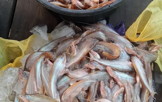 Ikan Lais Diolah Menjadi Ikan Asin, Jadi Sumber Penghasilan Masyarakat