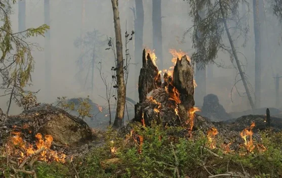 Musim Kemarau, Kalimantan Tengah Waspadai Peningkatan Kejadian Karhutla