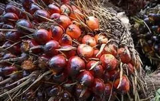 Harga TBS Sawit Kalteng  Naik, Disbun Dorong Kemitraan Transparan