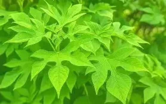 Berikut Tanaman Herbal yang Dipercaya Menjaga Kadar Gula Darah