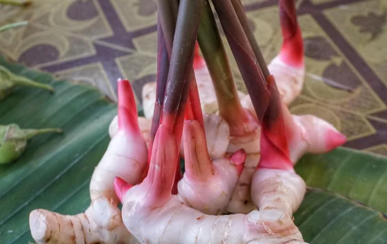 Laos, Rempah Dapur Kaya Khasiat bagi kesehatan Tubuh