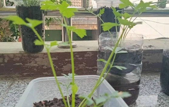 Budidaya Seledri, Peluang Usaha Hortikultura yang Menjanjikan