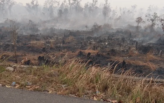 Menhut RI Apresiasi Penetapan 12 Tersangka Pembakar Hutan dan Lahan di Kalteng