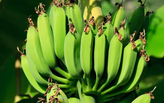 Tumis Pisang Muda yang Viral, Sederhana tapi Menggugah Selera