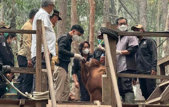 Wapres RI Tinjau Perawatan Orangutan Terdampak Karhutla