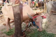 Kerbau Menjadi Hewan Sakral dalam Ritual Tiwah Masyarakat Dayak