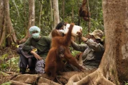 Hari Orangutan Sedunia 2026, Yayasan BOS Serukan Aksi Nyata Jaga Hutan