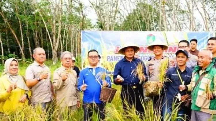 Program Ketahanan Pangan Prabumulih Panen Padi Gogo