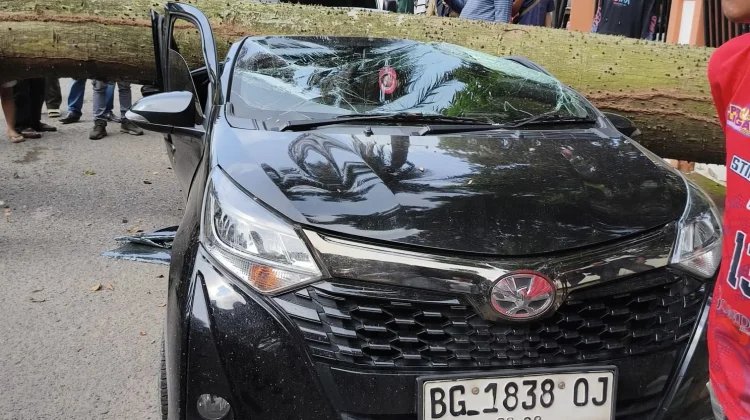 Pohon Tumbang di Depan Kantor Camat IT I, Tiga Mobil Ringsek