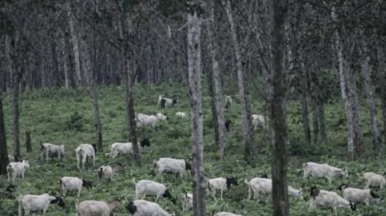 Integrasi Karet-Kambing Berpotensi Tampung 8,5 Juta Ekor