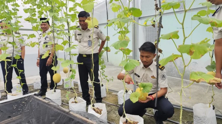 Lapas Sekayu Panen 60 Kg Melon Inthanon
