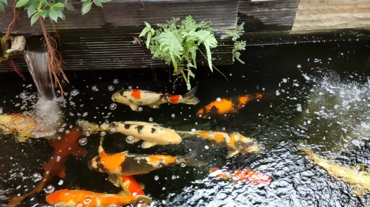 Pesona Ikan Koi, Ikan Hias Sarat Makna dan Warna
