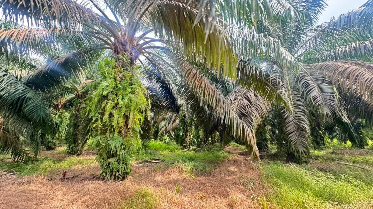 Harga Sawit Sumsel Turun Rp52 per Kg Awal Maret 2026