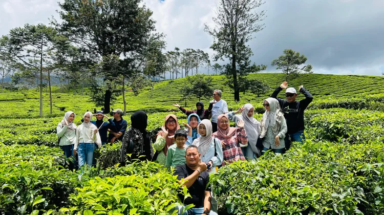 Menikmati Sejuknya Wisata Kebun Teh di Pagar Alam