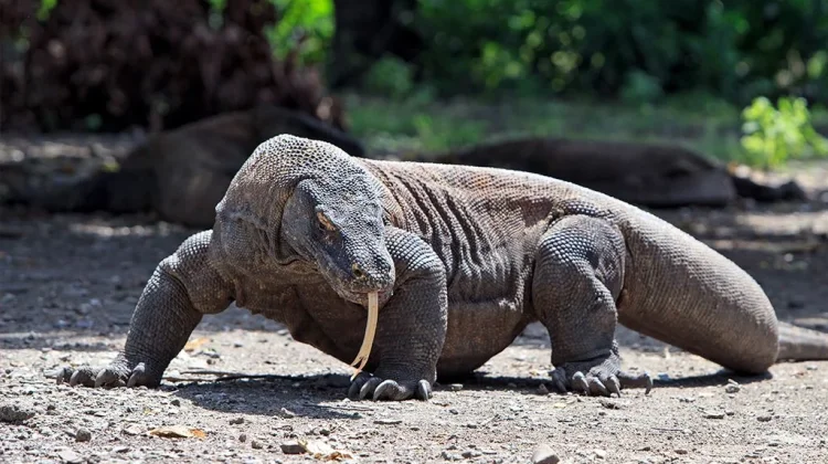 Indonesia Kirim Komodo ke Jepang, Perkuat Konservasi dan Edukasi Global