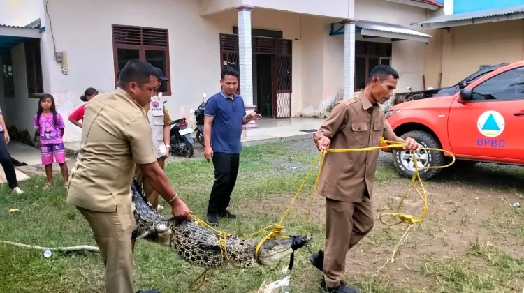 BPBD Banyuasin Evakuasi Buaya Liar di Sungai Rengit