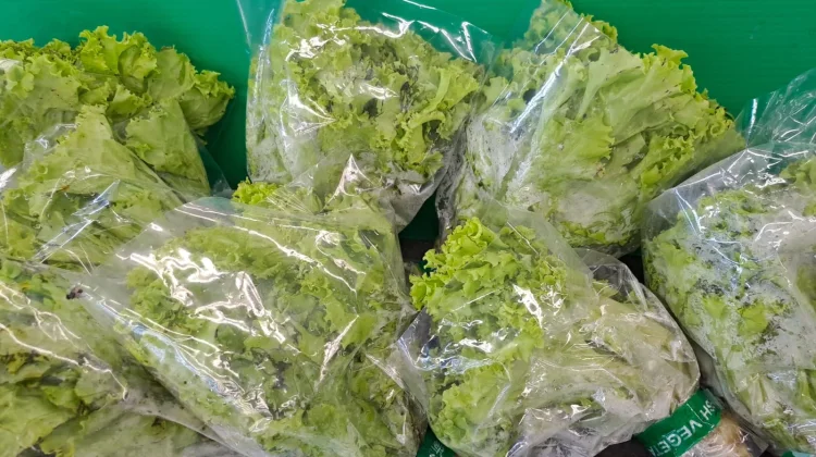 Daun Selada, Sayuran Sederhana dengan Manfaat Besar