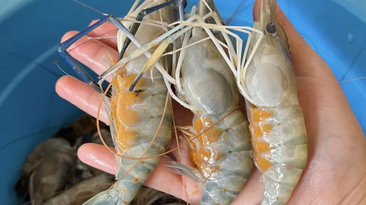 Manfaat Udang untuk Tubuh, dari Jantung hingga Berat Badan
