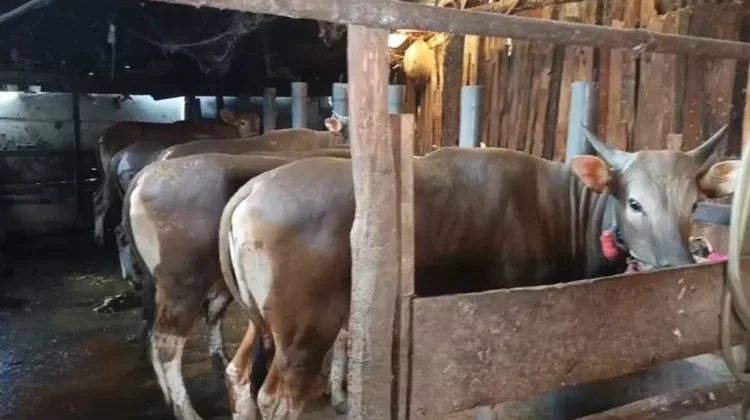 Diskannak OKU Timur Antisipasi Penyakit Ternak Musim Pancaroba