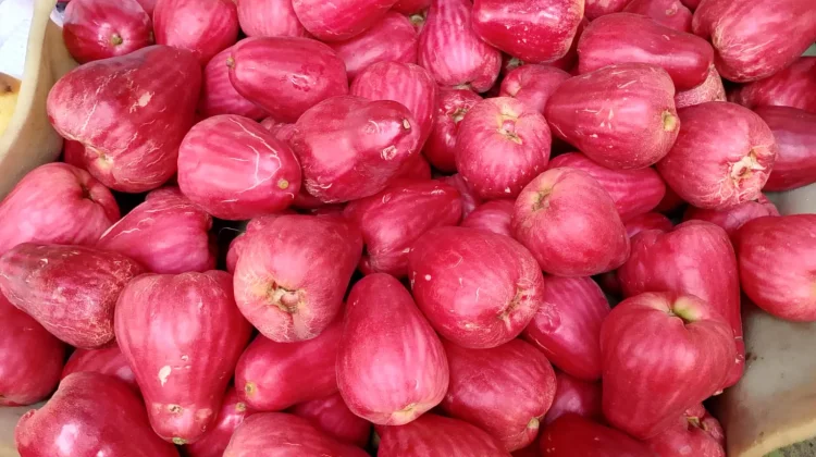 Manfaat Buah Jambu Jamaika untuk Kesehatan Tubuh
