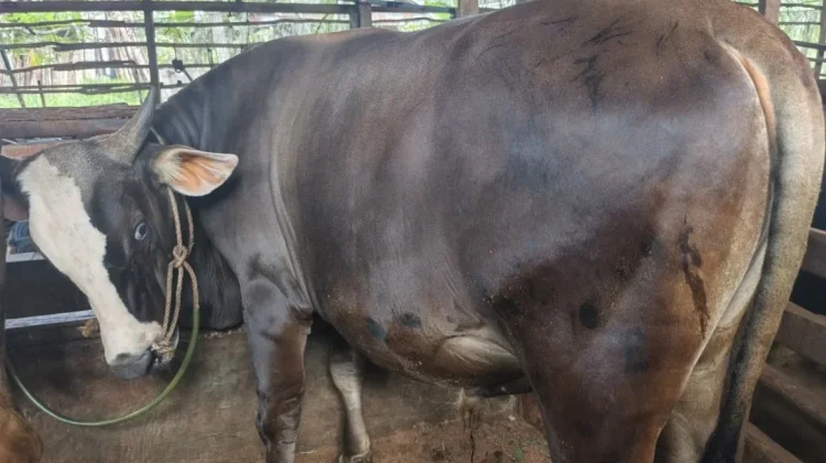Pemkot Palembang Gencarkan Pemeriksaan Hewan Kurban jelang Idul Adha