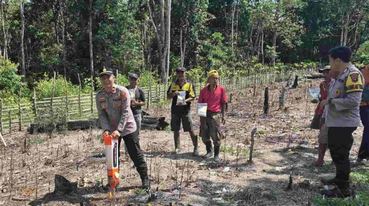 Polsek Semidang Aji Tanam Jagung Bersama Petani